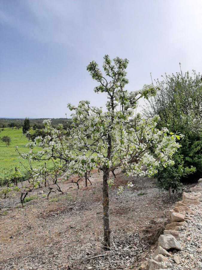فيلا Monte Da Casa Branca By Hi Alentejo São Bartolomeu da Serra المظهر الخارجي الصورة